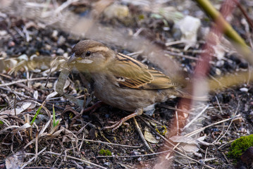 Selective focus photo. House sparrow female bird (Passer domesticus) with plastic lente at her beak.