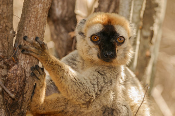 portrait of brown lemur in the tree