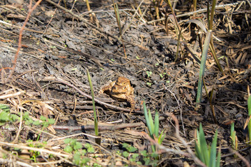  Toad reproduction in the wild, frog couple, love of toads, cold-blooded life