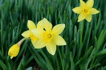 すいせん　春　渡良瀬　とちぎ