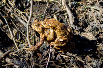  Toad reproduction in the wild, frog couple, love of toads, cold-blooded life