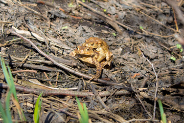  Toad reproduction in the wild, frog couple, love of toads, cold-blooded life
