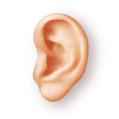 Foto op Aluminium human ear isolated on white © janvier