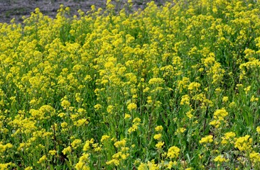 菜の花　満開　春　渡良瀬　とちぎ