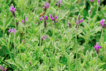 Purple lavender flower