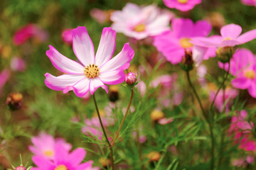 Fototapeta premium The Cosmos Flower