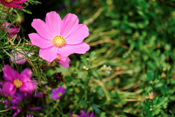 The Cosmos Flower