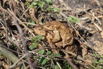  Toad reproduction in the wild, frog couple, love of toads, cold-blooded life
