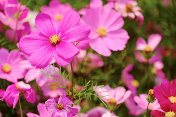 The Cosmos Flower