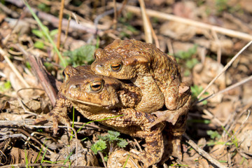  Toad reproduction in the wild, frog couple, love of toads, cold-blooded life