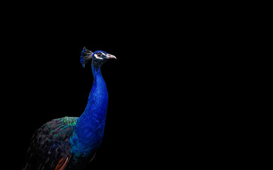 Peacock on black background