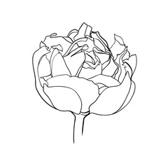 Tulip flower isolated on white background