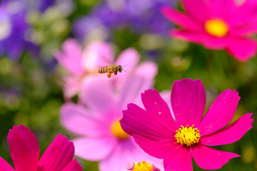Obraz premium Honey Bee collecting pollen on flower