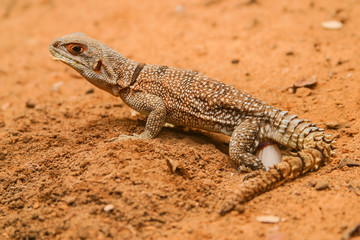 Madagascar collared iguanid laying eggs
