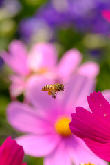 Honey Bee collecting pollen on flower