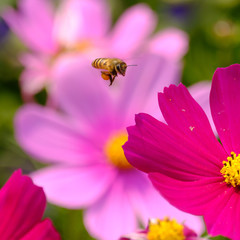 Honey Bee collecting pollen on flower