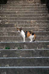 Cat in Kotor, Montenegro