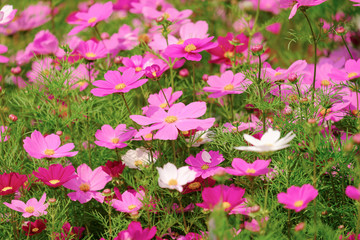 The Cosmos Flower