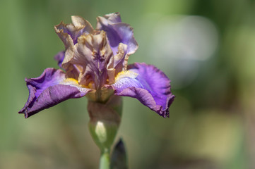 Tall Bearded Iris Lip Service