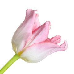 Pink tulips flower isolated on white background.