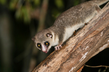 mouse lemur on tree trunk at night  © meyblume