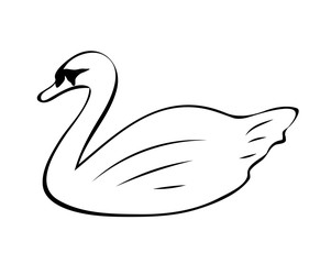 Vector illustration, isolated swan in black and white colors, outline hand painted drawing