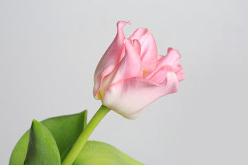 Pink tulips flower isolated on gray background.