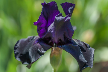 Black Purple dark Tall Bearded Iris Swazi Princess close up