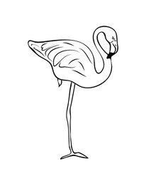 Vector illustration, isolated flamingo in black and white colors, outline hand painted drawing