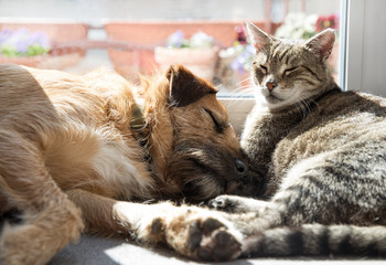 cat and dog sleeping together
