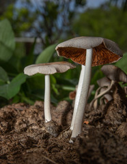 Macro photo of white mushrooms on the ground.