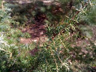 Branch of a juniper