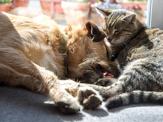 cat and dog sleeping together