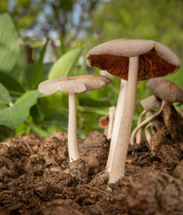 Macro photo of white mushrooms on the ground.