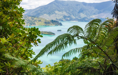 Fern leaves Marlborough Sounds South Island New Zealand