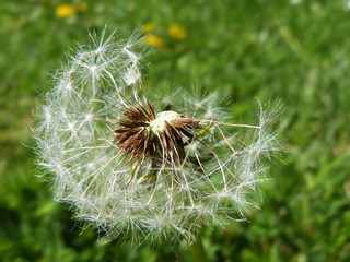 Fluffy dandelion with missing seeds on open green field