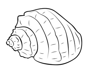 Vector illustration, isolated sea snail shell in black and white colors, outline hand painted drawing