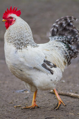 rooster and hen