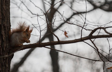 squirrel on tree