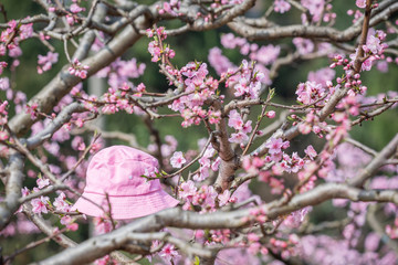 Pink bucket hat on a peach blossom tree in spring in LongQuanYi mountains, Chengdu, China