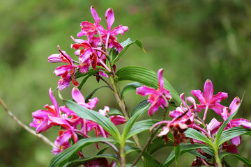 Vivid pink wild Orchid flowers on Huayna Picchu Mountain, Machu Picchu, Cusco, Peru