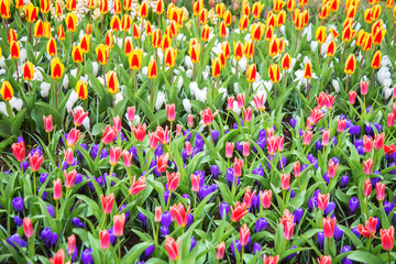 Multicolored bright tulips and crocus spring flowers.