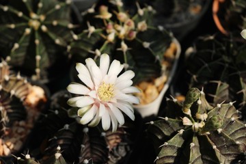 Beautiful small the cactus in the pot