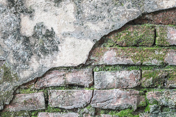 Old brick wall with small tree moss.