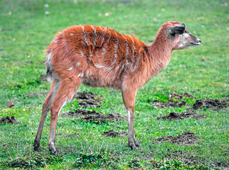 Sitatunga antelope. Latin name - Tragelaphus spekei	