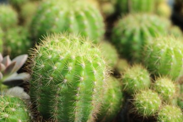 Beautiful small the cactus in the pot