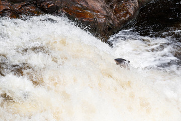 Large Atlantic salmon leaping up the waterfall on their way migration route to their spawning...