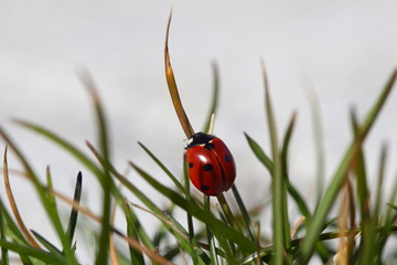 Ladybug on a blade of grass