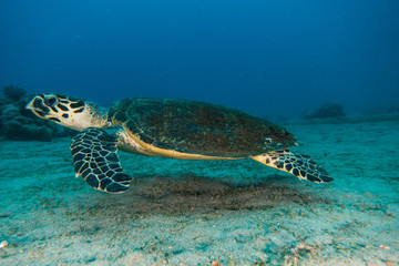 Obraz premium Hawksbill sea turtle in the Red Sea, dahab, blue lagoon sinai