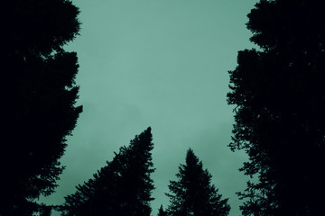 Fototapeta premium Dark silhouettes of high pines and spruces from below upwards on background of clear gloomy green sky with copy space. Coniferous trees close up in faded tones. Eerie atmospheric monochrome landscape.